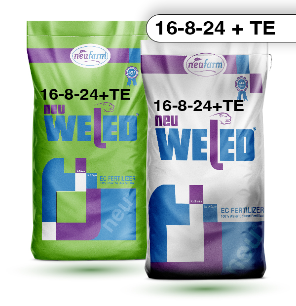 16-8-24+TE